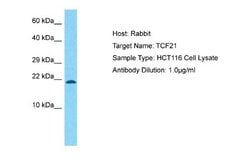TCF21 Rabbit anti-Human, Polyclonal, Novus Biologicals 0.1 mL | Buy Online | Novus Biologicals | Fisher Scientific